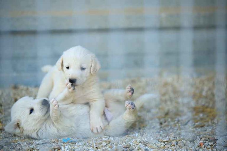 akbaş köpek çiftliği